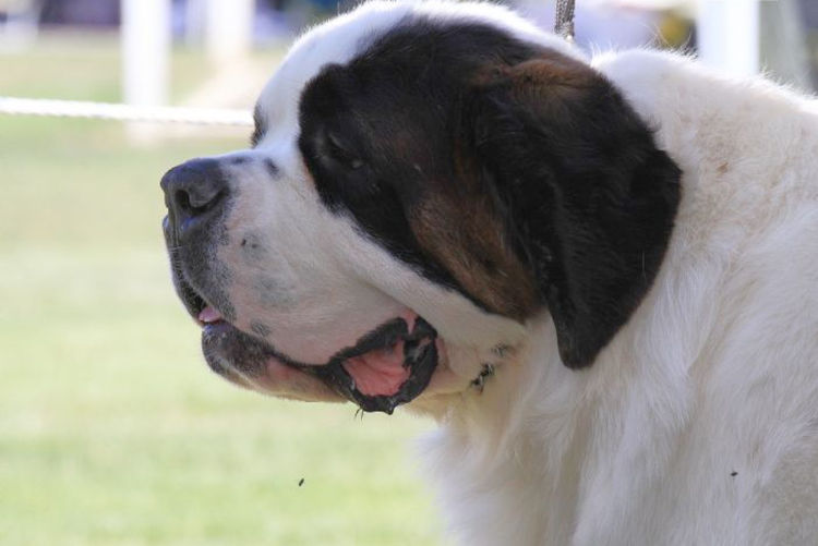 Monssancta Saint Bernards