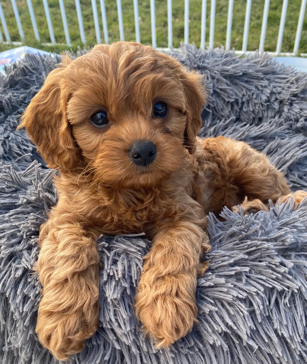 how do you potty train a cavoodle puppy