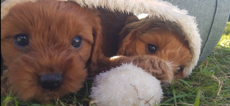Scenic Rim Cavoodles