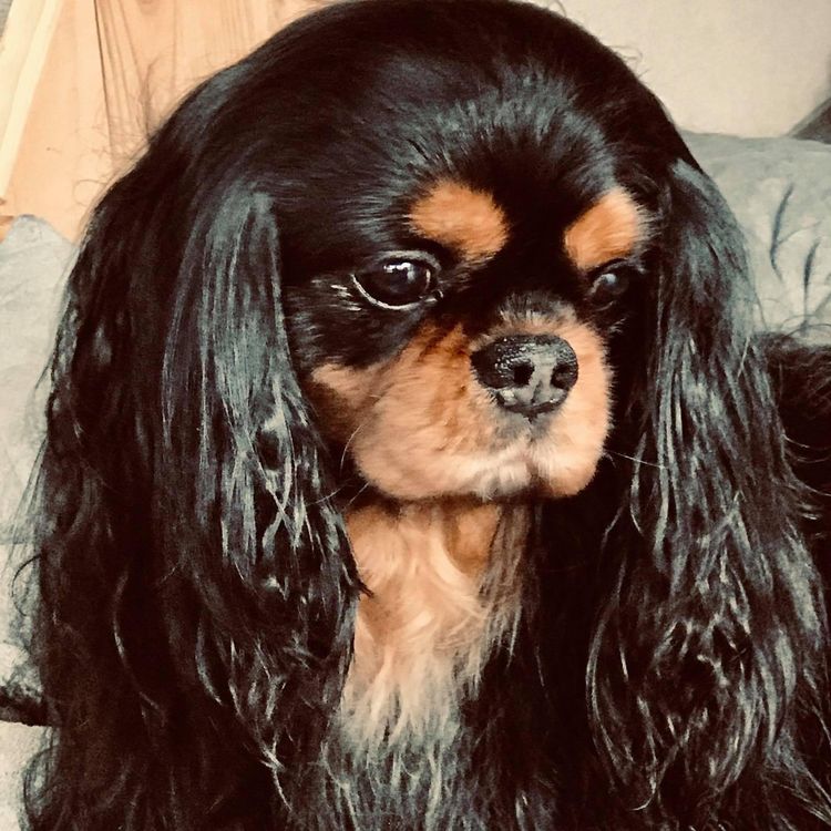 Kookoora Cavalier King Charles Spaniels