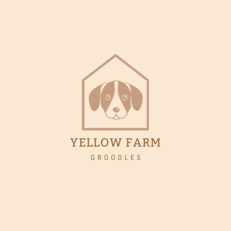 Yellow Farm Groodles