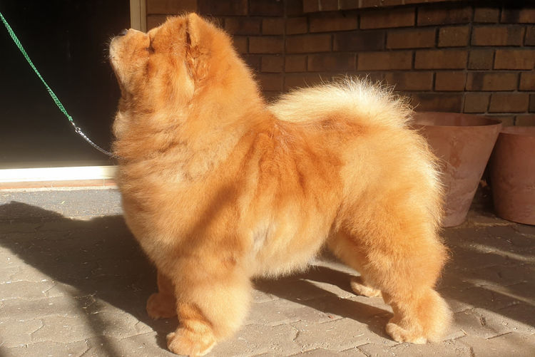 Finnoz Chows