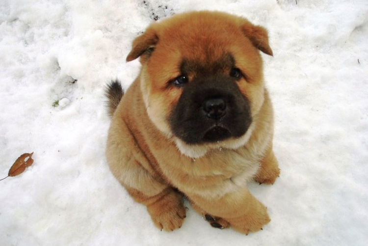 Finnoz Chows