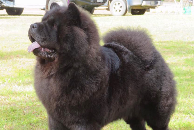 Finnoz Chows