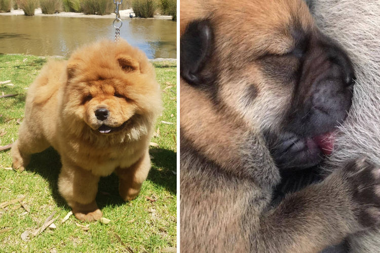 Finnoz Chows