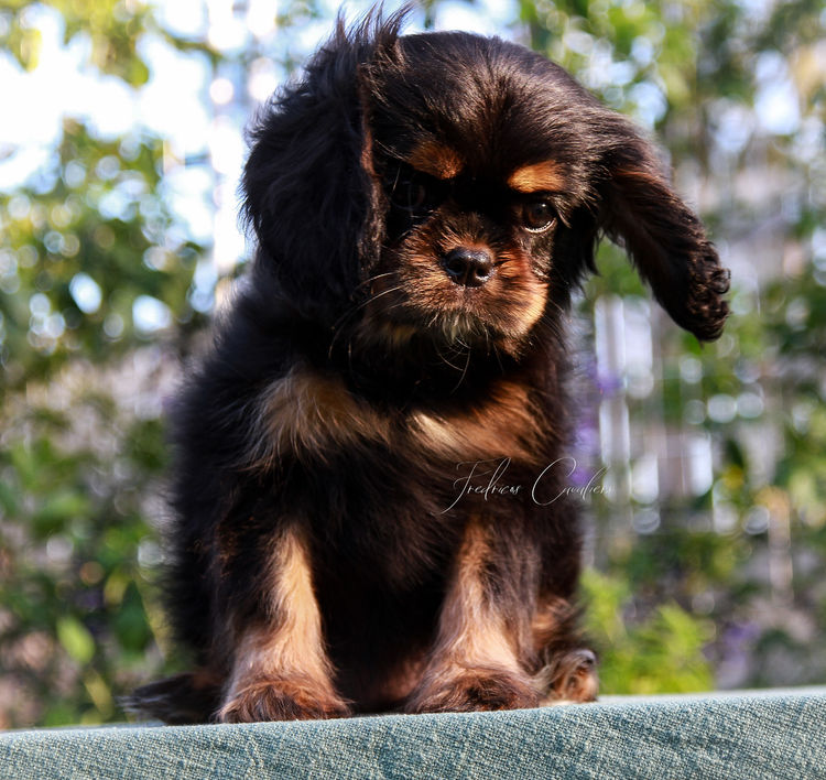 Fredricos Cavalier King Charles Spaniels