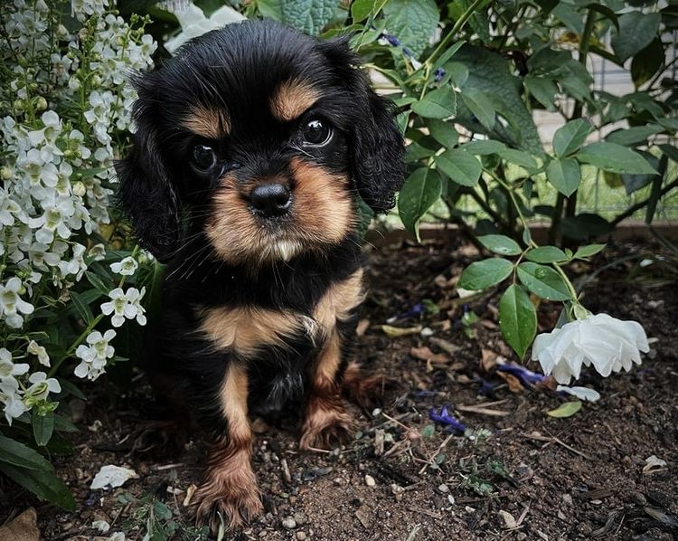 Fredricos Cavalier King Charles Spaniels