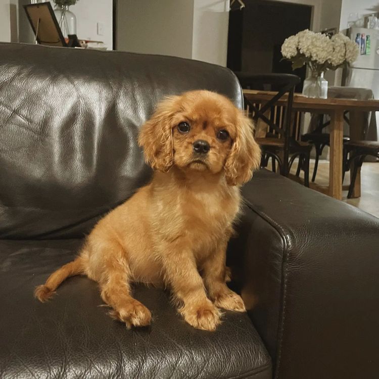Fredricos Cavalier King Charles Spaniels