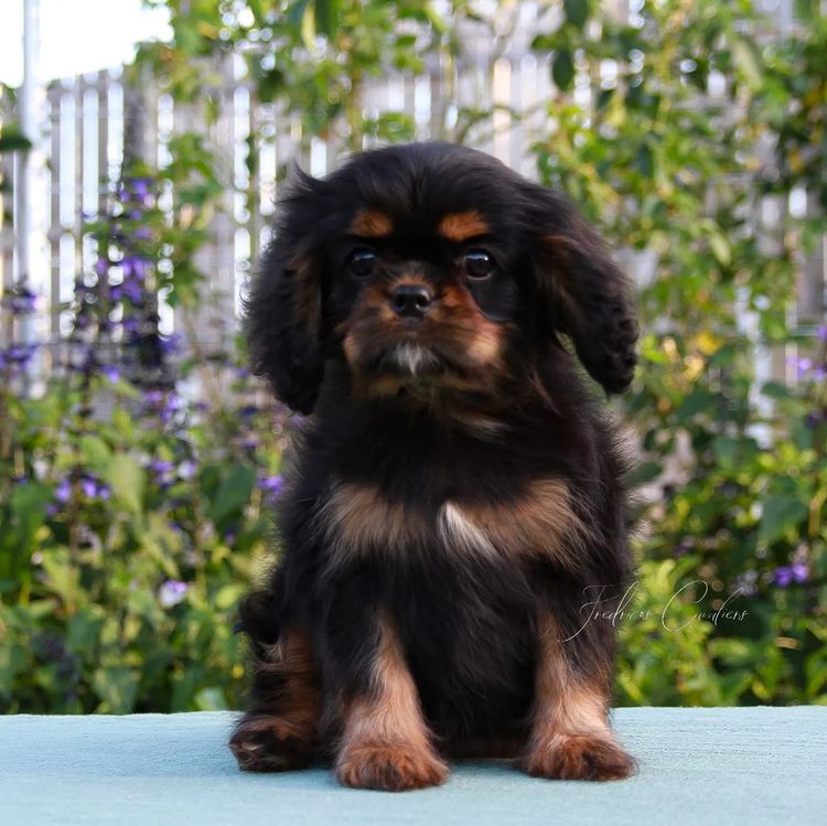 Fredricos Cavalier King Charles Spaniels
