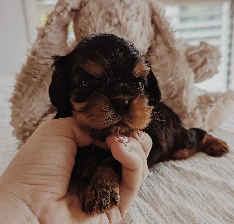 Fredricos Cavalier King Charles Spaniels