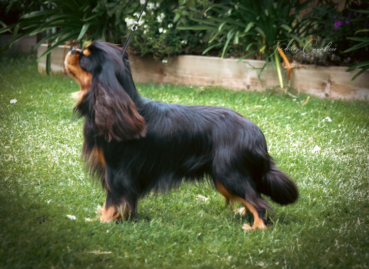 Fredricos Cavalier King Charles Spaniels