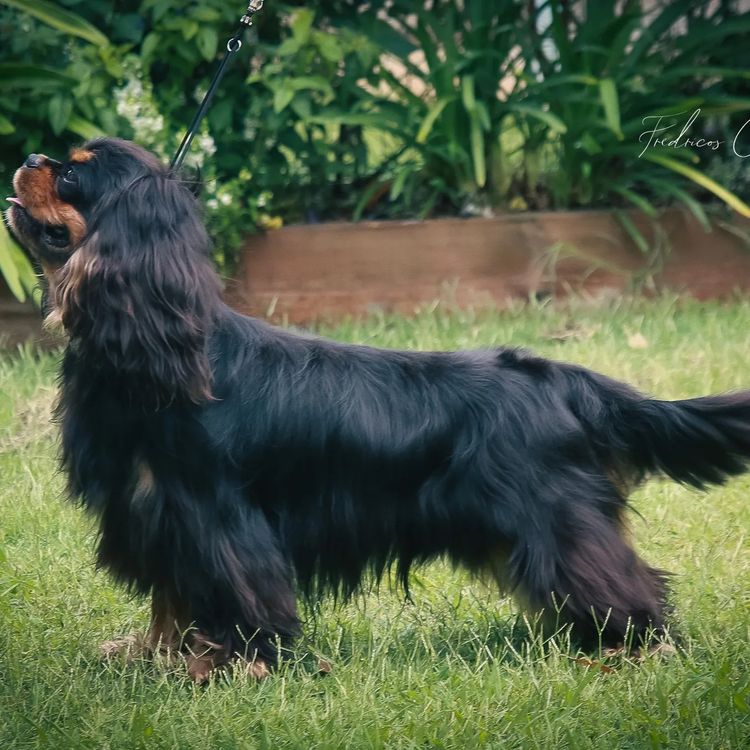 Fredricos Cavalier King Charles Spaniels