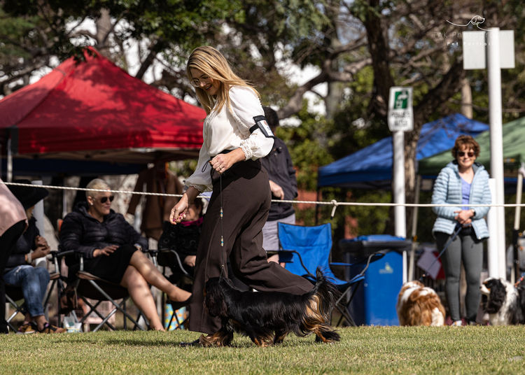 Fredricos Cavalier King Charles Spaniels