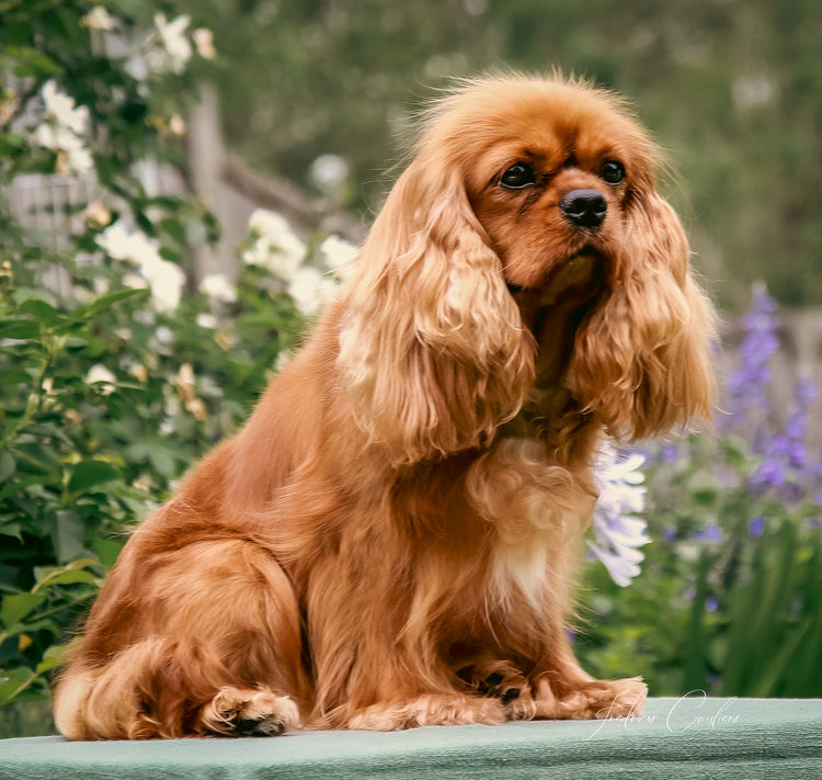 Fredricos Cavalier King Charles Spaniels