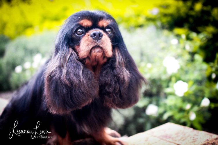 Fredricos Cavalier King Charles Spaniels