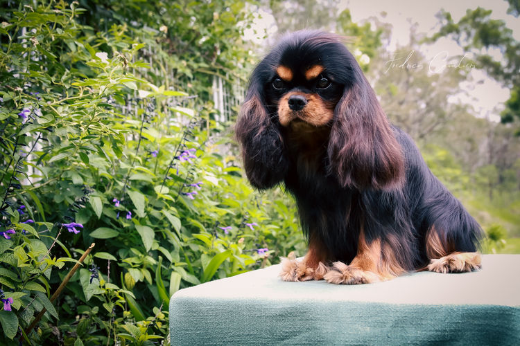 Fredricos Cavalier King Charles Spaniels