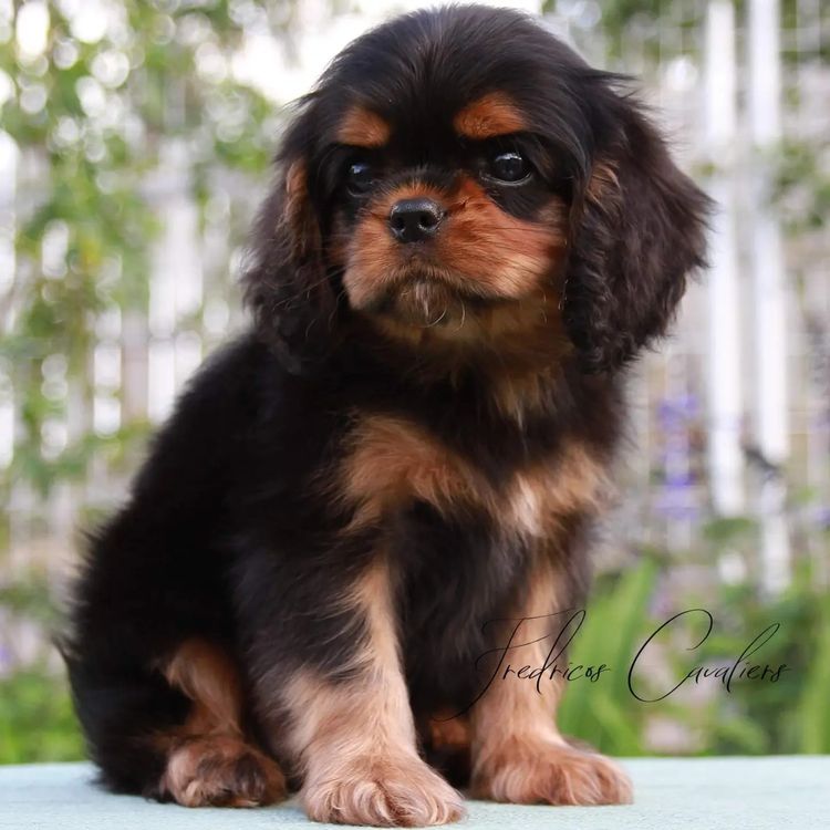 Fredricos Cavalier King Charles Spaniels
