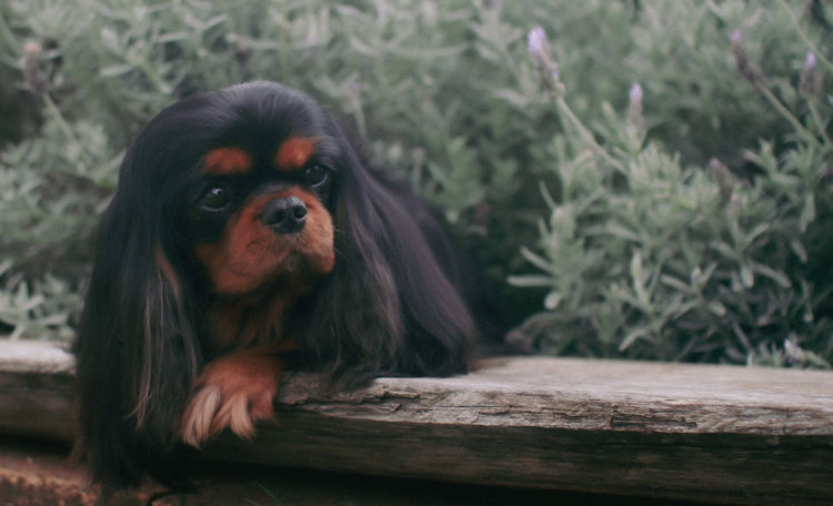 Fredricos Cavalier King Charles Spaniels