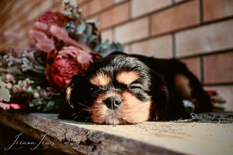 Fredricos Cavalier King Charles Spaniels