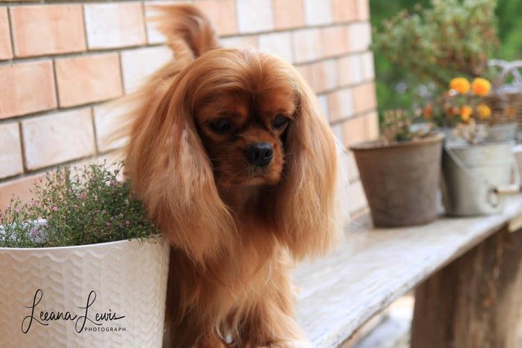 Fredricos Cavalier King Charles Spaniels