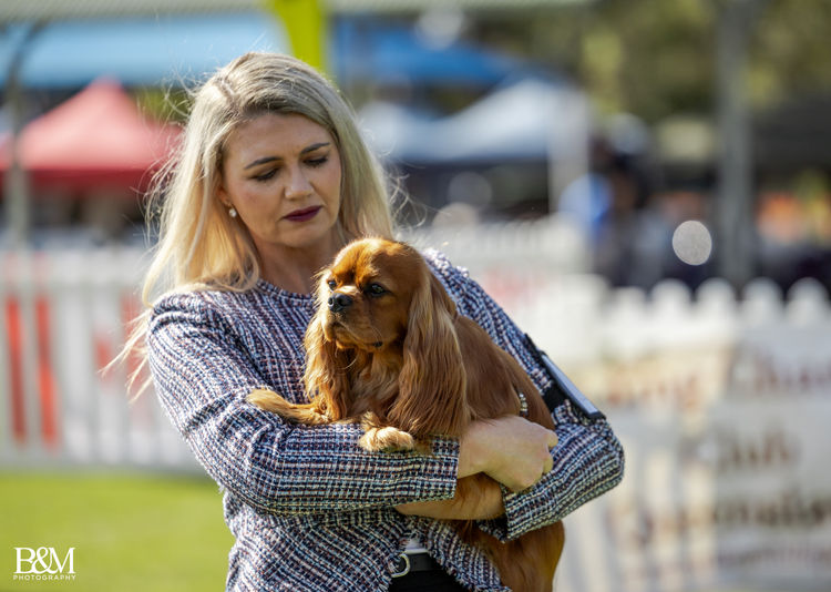 Fredricos Cavalier King Charles Spaniels