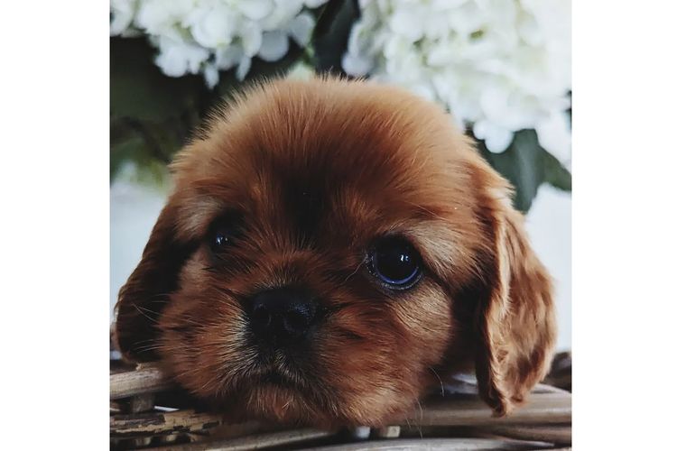 Fredricos Cavalier King Charles Spaniels
