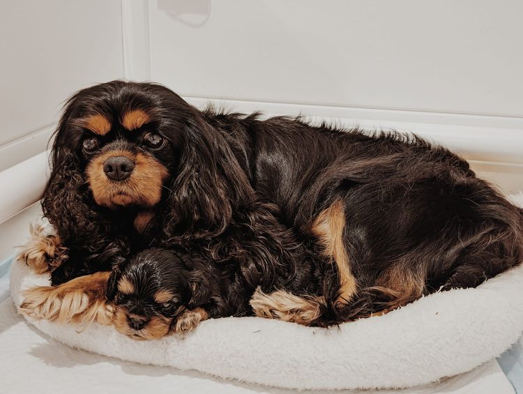 Fredricos Cavalier King Charles Spaniels