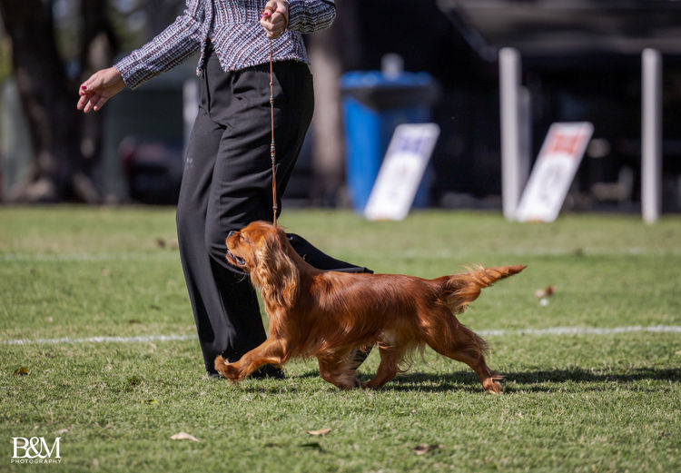 Fredricos Cavalier King Charles Spaniels