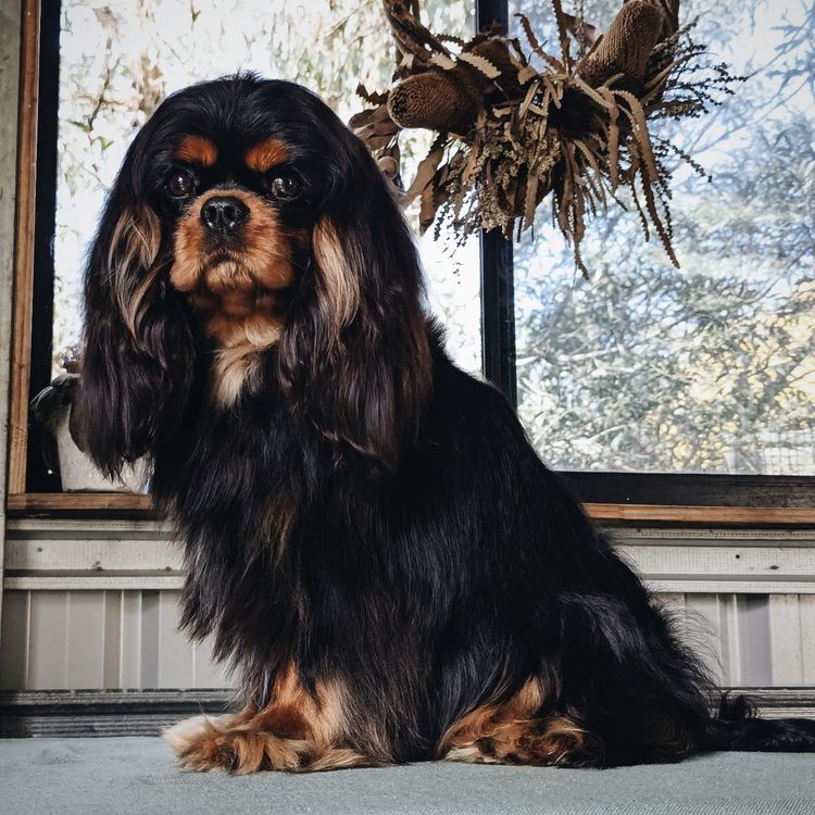 Fredricos Cavalier King Charles Spaniels