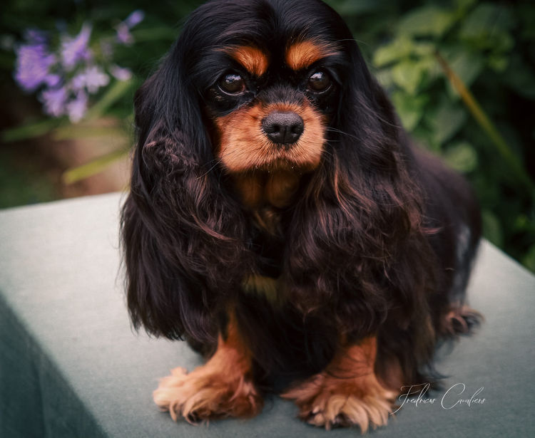 Fredricos Cavalier King Charles Spaniels
