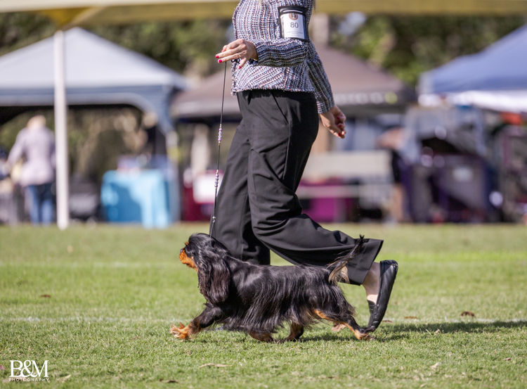 Fredricos Cavalier King Charles Spaniels