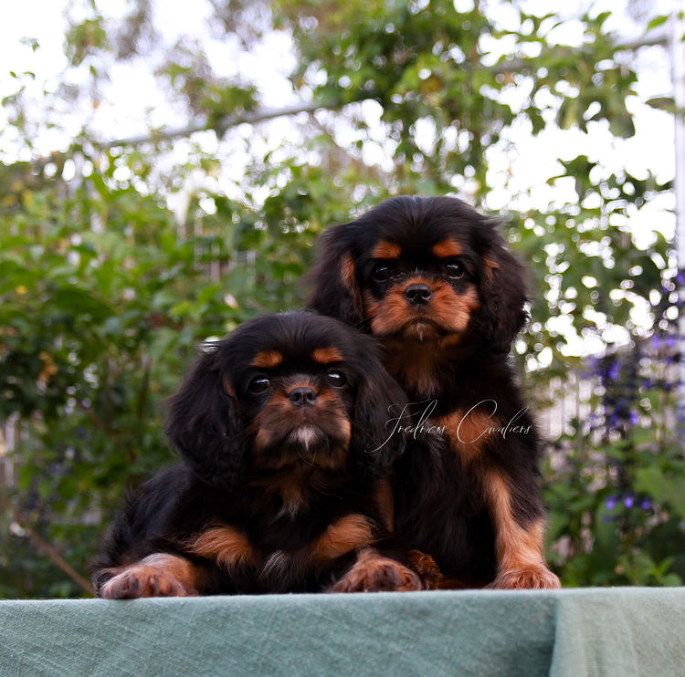 Fredricos Cavalier King Charles Spaniels