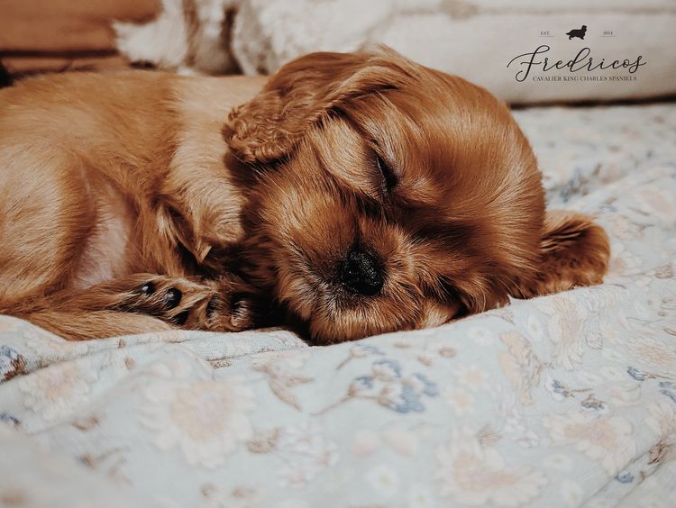 Fredricos Cavalier King Charles Spaniels