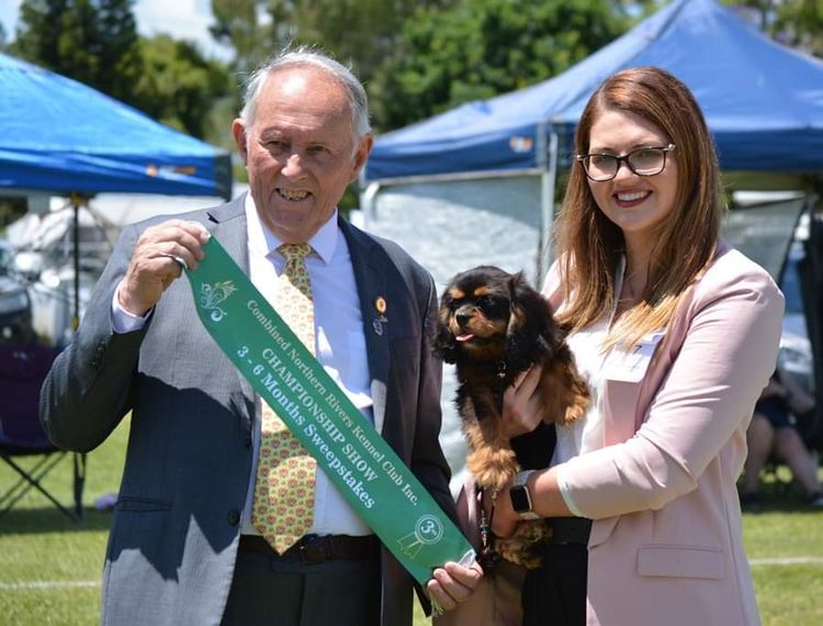 Fredricos Cavalier King Charles Spaniels