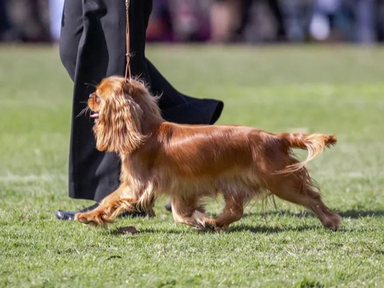 Fredricos Cavalier King Charles Spaniels
