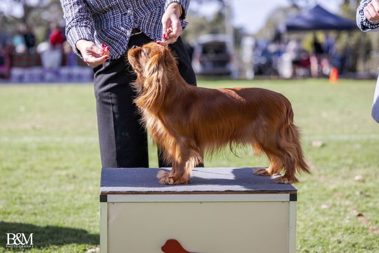 Fredricos Cavalier King Charles Spaniels