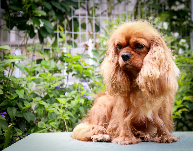 Fredricos Cavalier King Charles Spaniels