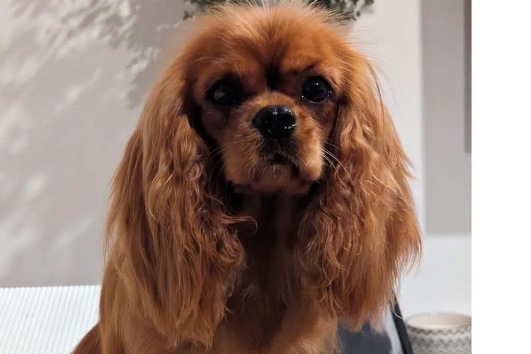 Fredricos Cavalier King Charles Spaniels