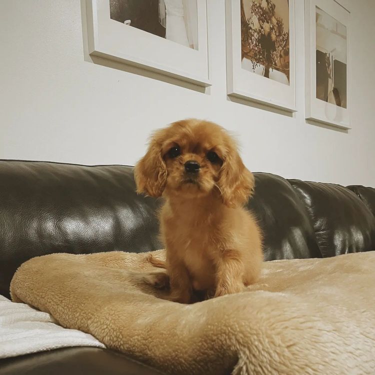 Fredricos Cavalier King Charles Spaniels