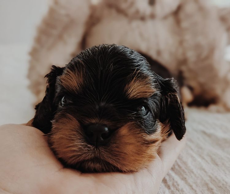 Fredricos Cavalier King Charles Spaniels