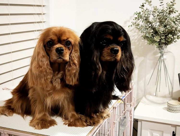 Fredricos Cavalier King Charles Spaniels