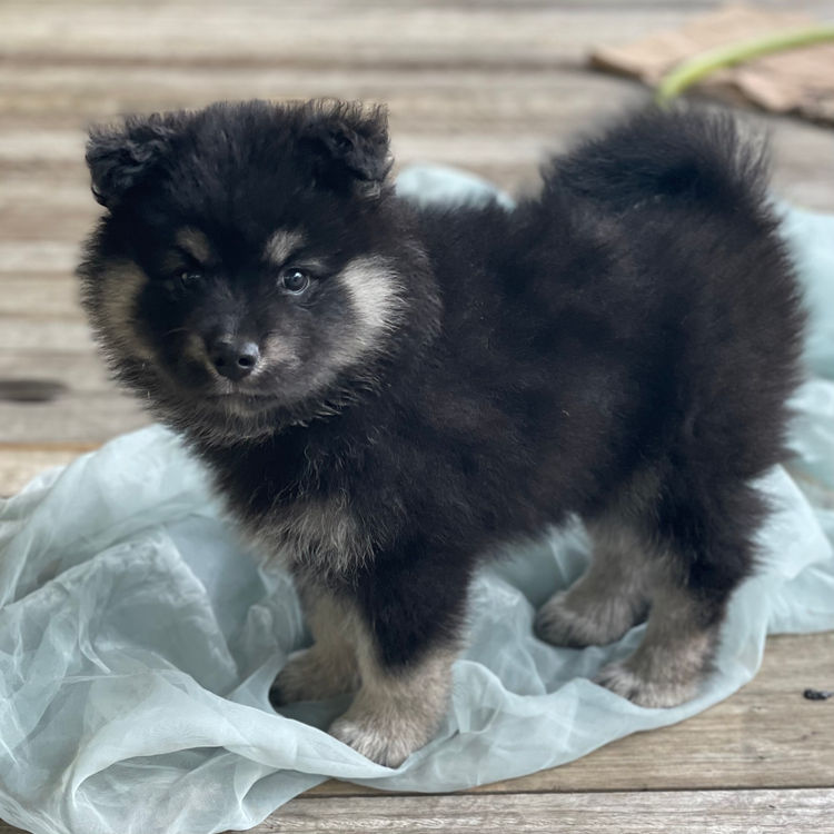 Bucolick Finnish Lapphunds