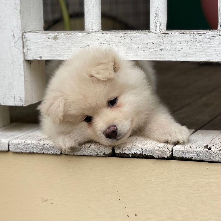 Bucolick Finnish Lapphunds