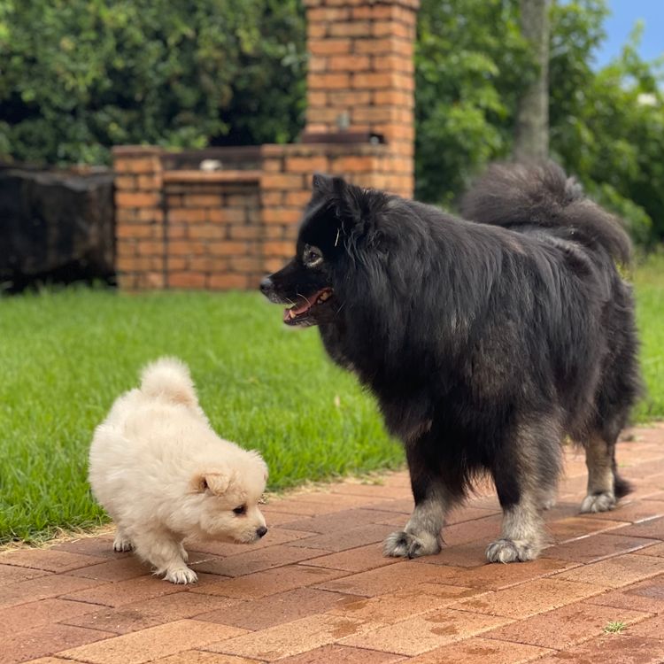 Bucolick Finnish Lapphunds