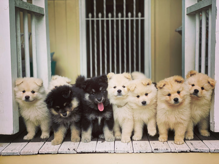 Bucolick Finnish Lapphunds