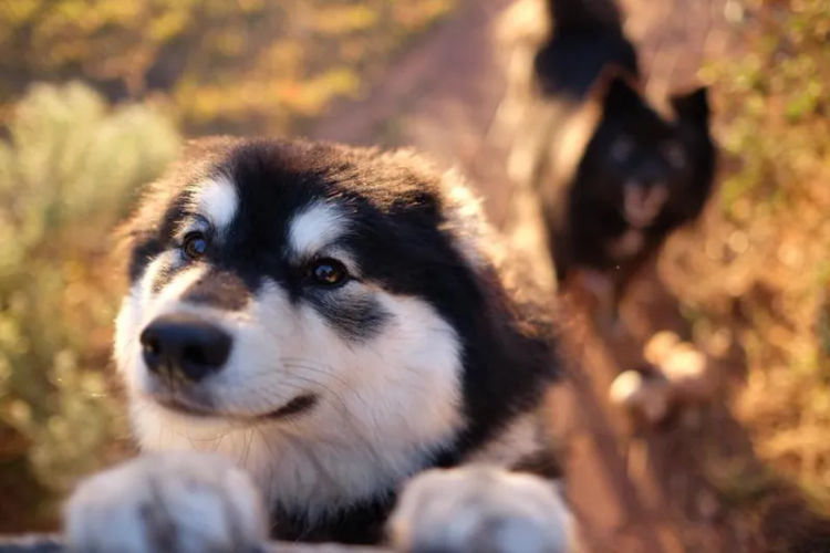 Bucolick Finnish Lapphunds