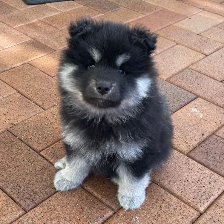 Bucolick Finnish Lapphunds