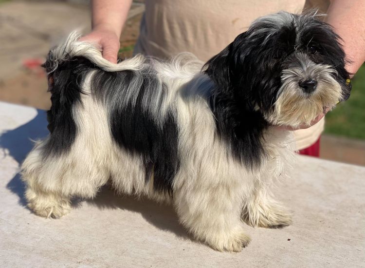 Havsluv Havanese