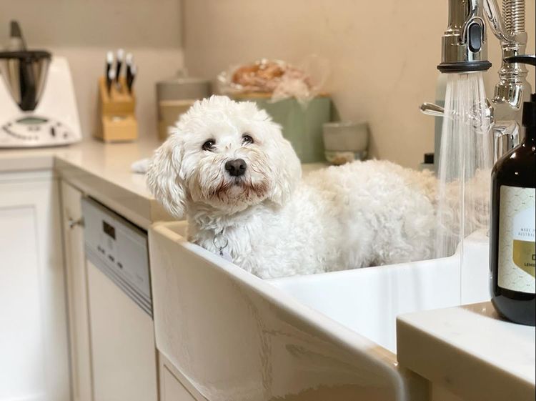 Havsluv Havanese
