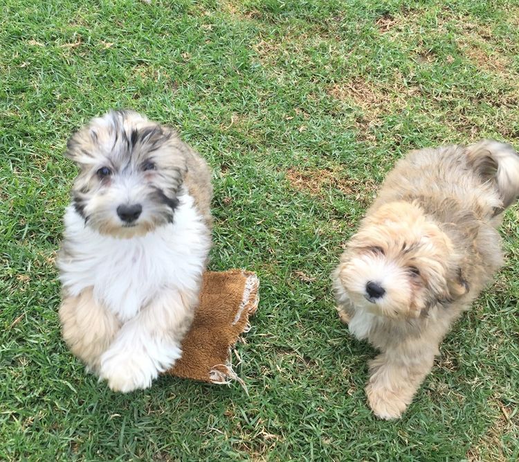 Havsluv Havanese